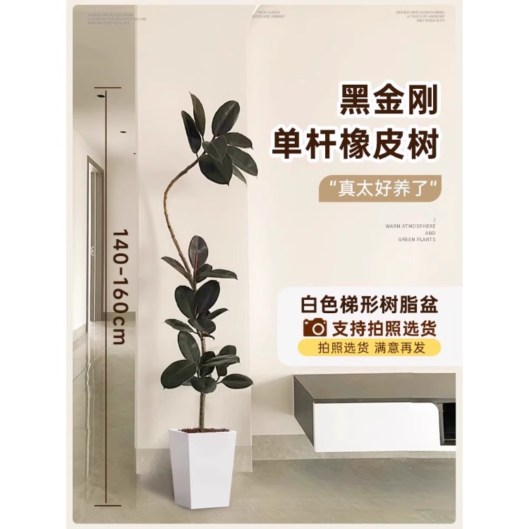 [가벼운 럭셔리 플로팅 브랜치] 싱글 플로팅 브랜치 고무나무-1.4- 1.6m - 흰색 사다리꼴 수지 냄비 - 프리 트레이