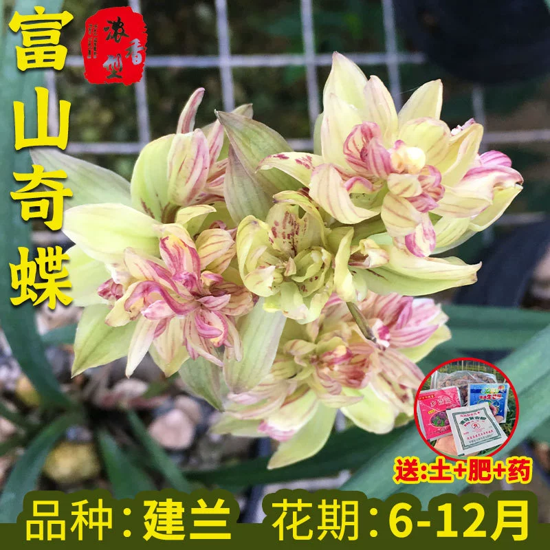 Рассада орхидеи Fushan Странная бабочка Jianlan Четыре сезона Цветок орхидеи Лето с бутоном цветка Лучжоу-аромат Зеленое растение Цветочное растение в горшке