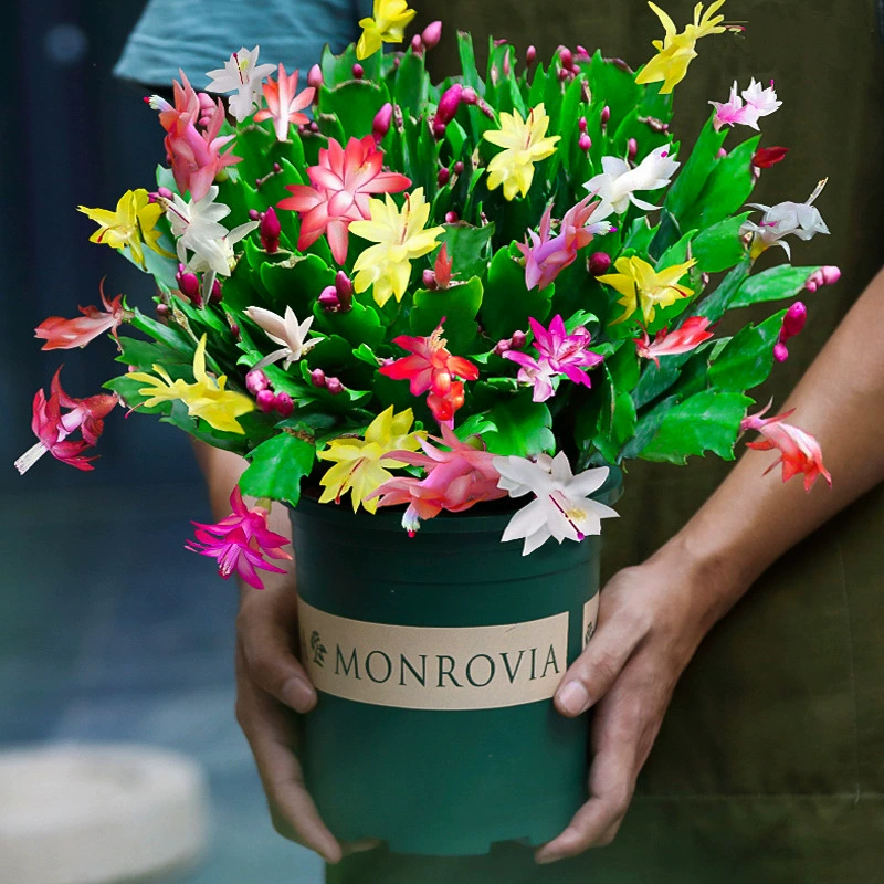 Крабовые когти орхидеи в горшках с цветочными бутонами с горшками многоцветные цветочные саженцы зеленые растения в помещении Four Seasons открытые цветы для выращивания крабов и ловли лотоса