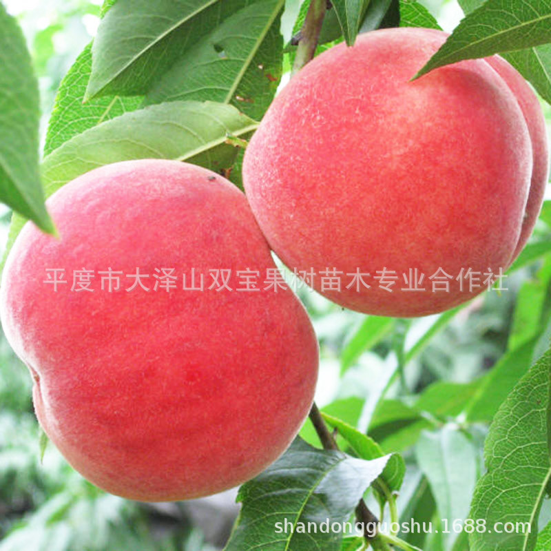 大红袍仓方早生嫁接早熟山东桃树苗基地批发出售新品种价格低苗木
