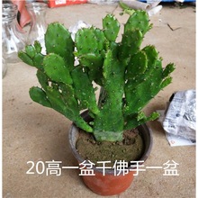 ǧ���^������ֲ���҃��̨�Gֲ�����������ǧ���ֶ���ֲ��