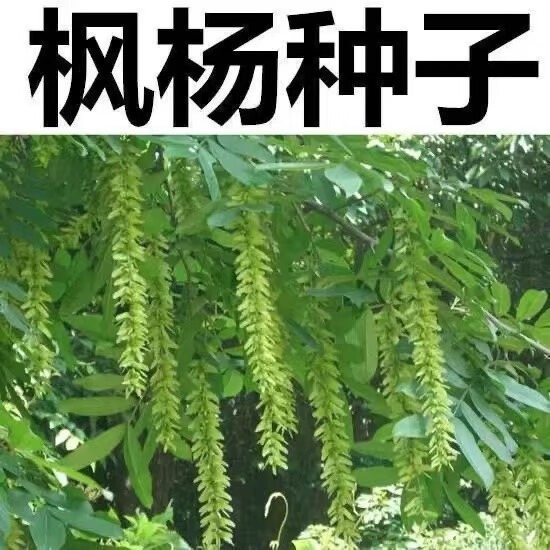 批发枫杨种子杨树枫杨树种子 枰柳树种子