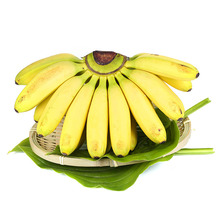 【全年供应】广西小米蕉banana香蕉 新鲜水果香甜芭蕉黄皮代发