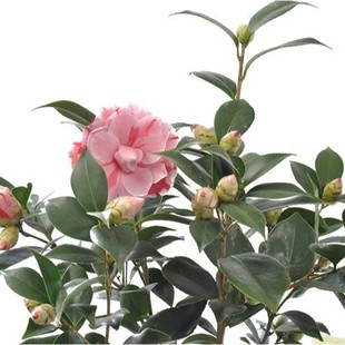 һlīĵˮ軨޴󻨝ʹtɫƷNɽ