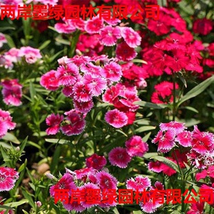 ���ʯ��Wʯ����ǻ��N���ѻ��ļ��_����ƺ������������ʯ��N��