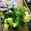 Wholesale various flowers potted courtyards office desktop viewing flowers green plantation orchid chrysanthemum hydrangea lavender plants