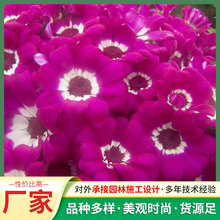 ƷN󻨹~շNӺϵдƷNN ͥ@ˇûN