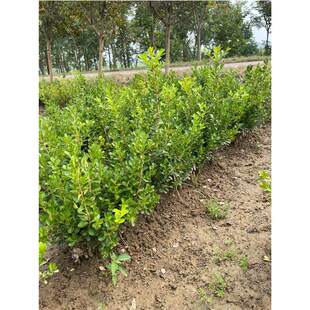 �����S������f����С�~�S�����ͥԺ�G���G�h�辰�䘶���U�S����