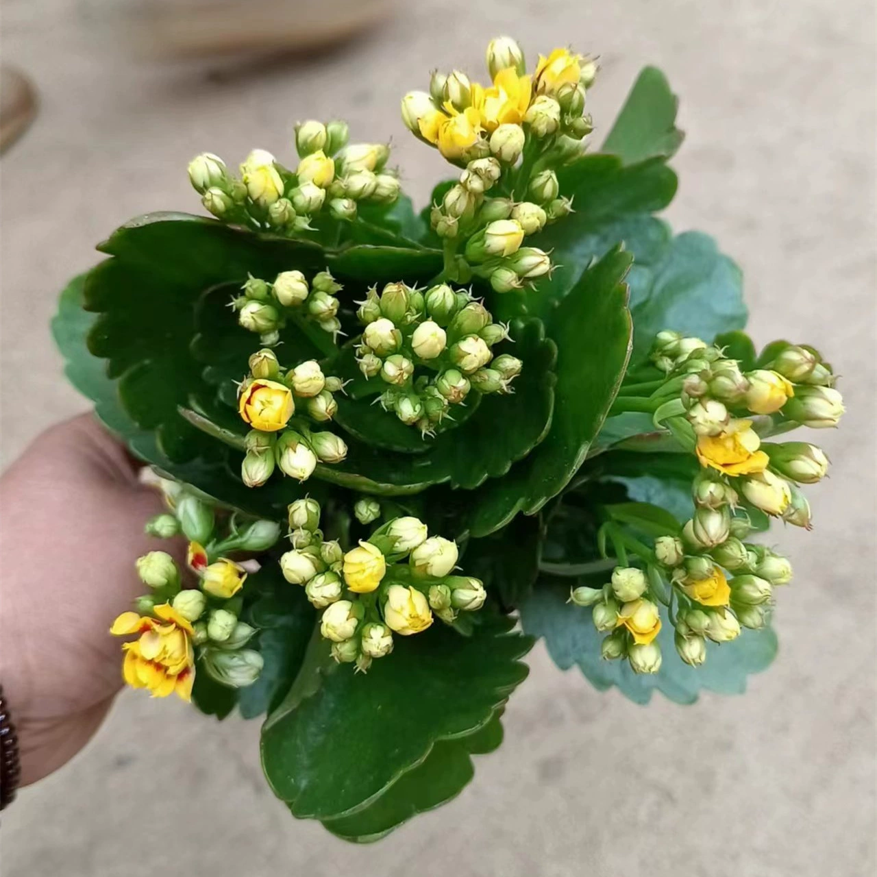 110 # Baoyu Цветок долголетия Цветочное растение для наблюдения за комнатным балконом Цветущие зеленые растения Легко выращивать и живые Цветочные растения