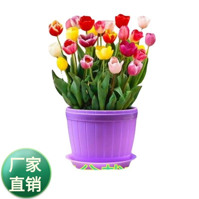 Оптовая продажа свежих срезанных цветочных шариков Семена тюльпанов