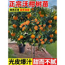 �ָ̘���޽ӟo��091���ӹ���������ɰ����Ě���̨���ԷNֲ