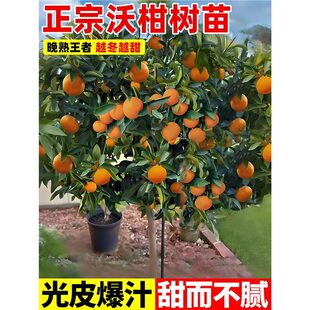 �ָ̘���޽ӟo��091���ӹ���������ɰ����Ě���̨���ԷNֲ