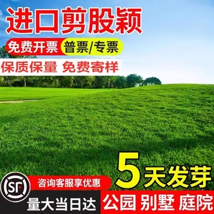 Imported Creeping Bentgrass Seeds Golf Course Courtyard House Greening High-End Lawn Grass Seeds