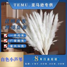 ��ɫС�JȔ�ɻ���Ȕ�ɻ�����˹�����ݏS�����l�ҾӲ廨�Ĕz����