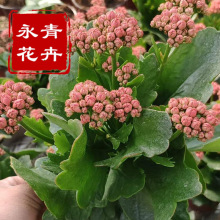 长寿花 盆栽绿植重瓣花卉室内四季开花寿星花 办公室桌面观赏植物