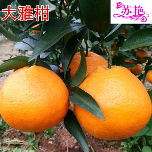 ���Ÿ̽��� ����һ̖ ������ҰҸ� �޽Ӹ̽��Ә��� �������Ә���