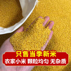 2023年新米陕北米脂黄小米粥孕妇小孩农家特产五谷粗杂粮食用小米