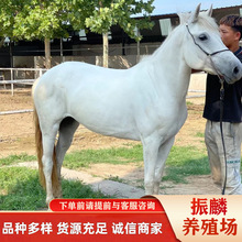 ���ȵ�С���R�Bֳ�����Rƥ�Ј����錙���^�p���㰫�Rһƥ