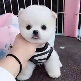 俊介犬价格 最新俊介犬价格 批发报价 价格大全 阿里巴巴