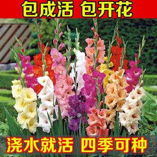 10球装剑兰种球唐菖蒲种球多年生庭院盆栽易活耐热花期长迷你剑兰-阿里巴巴