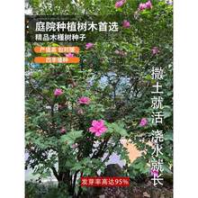 ľ�Ș�N���ļ��N�׻������̨ͥԺ�׷N����ľ�ȷN��