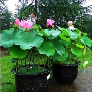Ornamental Lotus Seedlings, Lotus Root Seedlings, Bowl Lotus Potted Lotus, Hydroponic Lotus, Blooming in All Seasons, Indoor and Outdoor with Buds