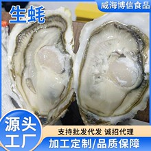 海蛎子工厂抖音快手直播代发威海牡蛎厂家批发3-4两鲜活乳山生蚝