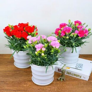 ����ܰ���Ԏ��������ļ��_���҃��̨ʯ����Gֲ���ܶY���^��