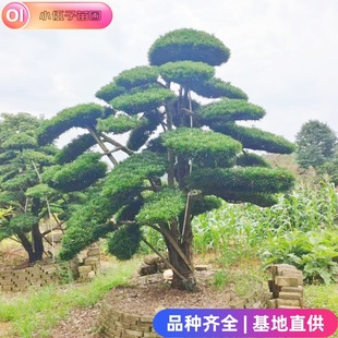 ���l�����_�h��1��5��5�׹��̾G����ƷͥԺ�� Ҏ���Rȫ����ֱ�N