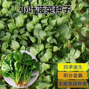 �����˷N�ӡ������̨�ļ���ɫ��ˮ�Nֲ������Ʒ�Nѿ����̨�Nֲ