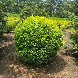 绿叶水蜡球 金叶水蜡 女贞球 水蜡堆 小区公园绿化用树 水蜡小苗