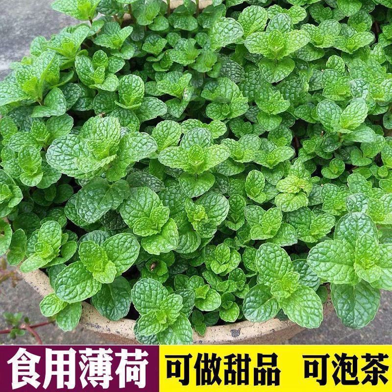 Edible Fresh Mint Leaves Potted Green Plant Spearmint All-Season Mosquito Repellent Indoor Balcony Fragrant Plant