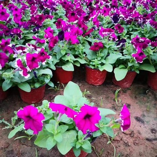 Petunia Morning Glory Petunia Small Cup Petunia Two-Color Cup Complete Specifications