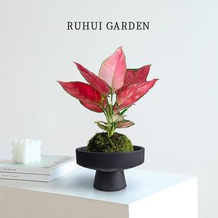 Geely Red Moss Ball Ruyi Queen Potted Hydroponic Plant Office Desktop Air Purifying Green Plant Potted Plant