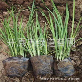 常年批发马莲杯苗耐寒地被宿根花卉马兰小苗马蔺容器花苗