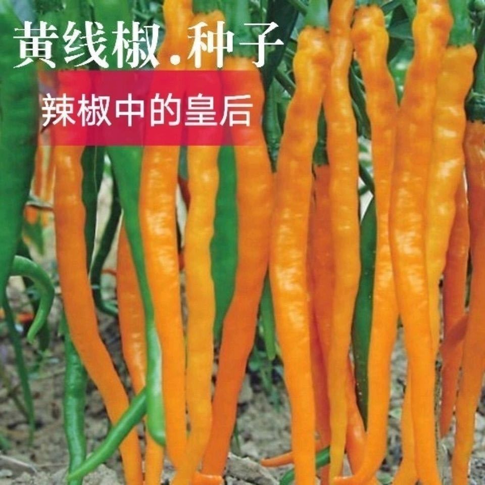 湖南黄线椒种子黄贡种子高产辣椒种子黄椒籽黄辣一号蔬菜种子