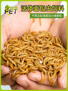 Fresh Breadworm Feed, Breeding Live Insect, Bird Food, Barley Insect, Dried Gecko Lizard Food, Sugar Glider Hamster Food