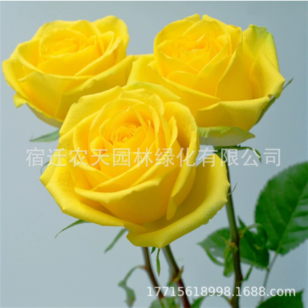 Золотой Ароматный Нефрит Желтая Роза Рассада Кустарник Большой Цветок Срезанный Цветок Роза Золотые Четыре Сезона Цветение Горшечное Растение Четыре Сезона Цветение