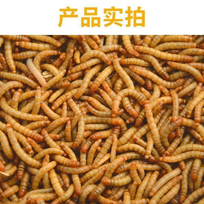 Поставляется напрямую от Yongsheng Insect Industry от производителя, сушеная капуста, сушеное желтое порошковое насекомое, корм для хомяков, корм для декоративных рыб, корм для черепах.