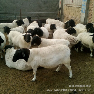 �d���Bֳ�Ă�Ʒ�N������B�Ų��d��ź��������Aĸ��Ų����