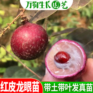 �tƤ���ۘ���̩���tƤʯ�{���ۼ޽���V�����A���ļ����ۮ���Y��