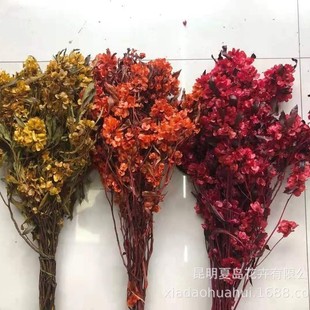 ����������ӭ�Ͷ� �������ɻ����������ďS�����l