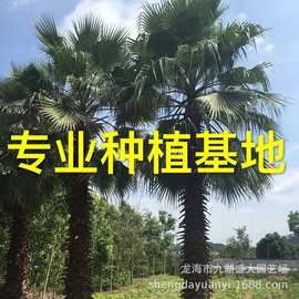 贵州老人葵批发 浙江华棕价格 华盛顿棕榈图片 福建老人葵报价