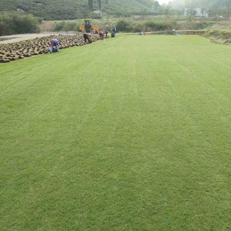 На газонной основе теперь есть настоящий газон с почвой, вилла с вечнозеленым смешанным газоном из Манилы.