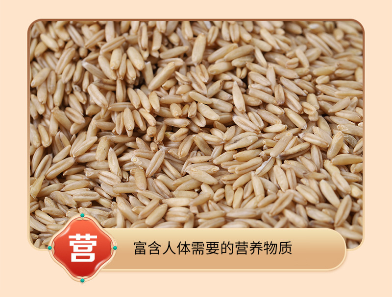 Cooked Oat Groats 500g Low Temperature Roasted Whole Grain for Porridge and Milling in use