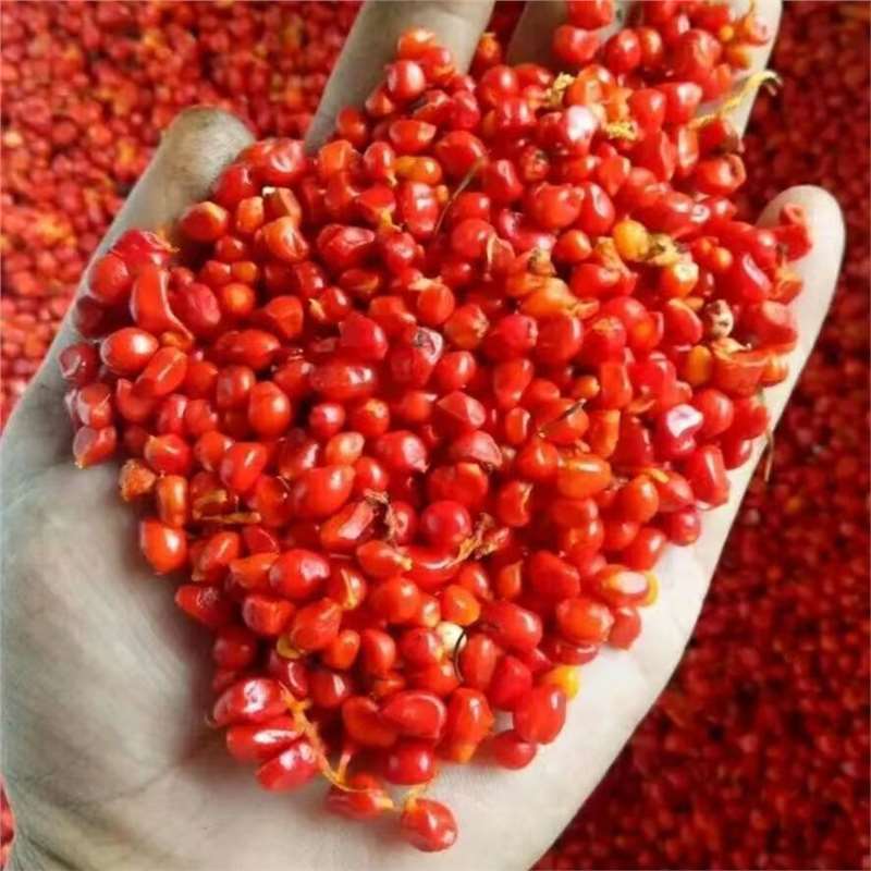 重楼种子正宗云南七叶一枝花新鲜独角莲高杆大叶重楼种苗矮杆多芽