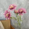 Morning Chrysanthemum