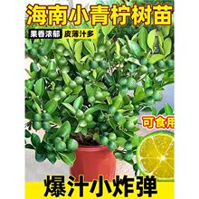 ����С��ۘ����Ƥ��ۘ����Կ�ʳ�Ù����ϱ���ͥԺ�Nֲ�ļ��Y��