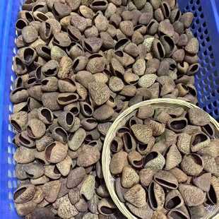 Indonesian Nut Shell Rattle Natural Plant Concert Niche Accompaniment Sound Beam White Noise Hand-Cranked Wind Chime Raw Materials