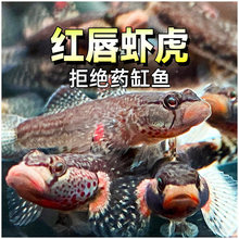 �촽Ϻ����ԭ����ˮ��С�͵�ˮϺ����촽������׳������Ϣ����